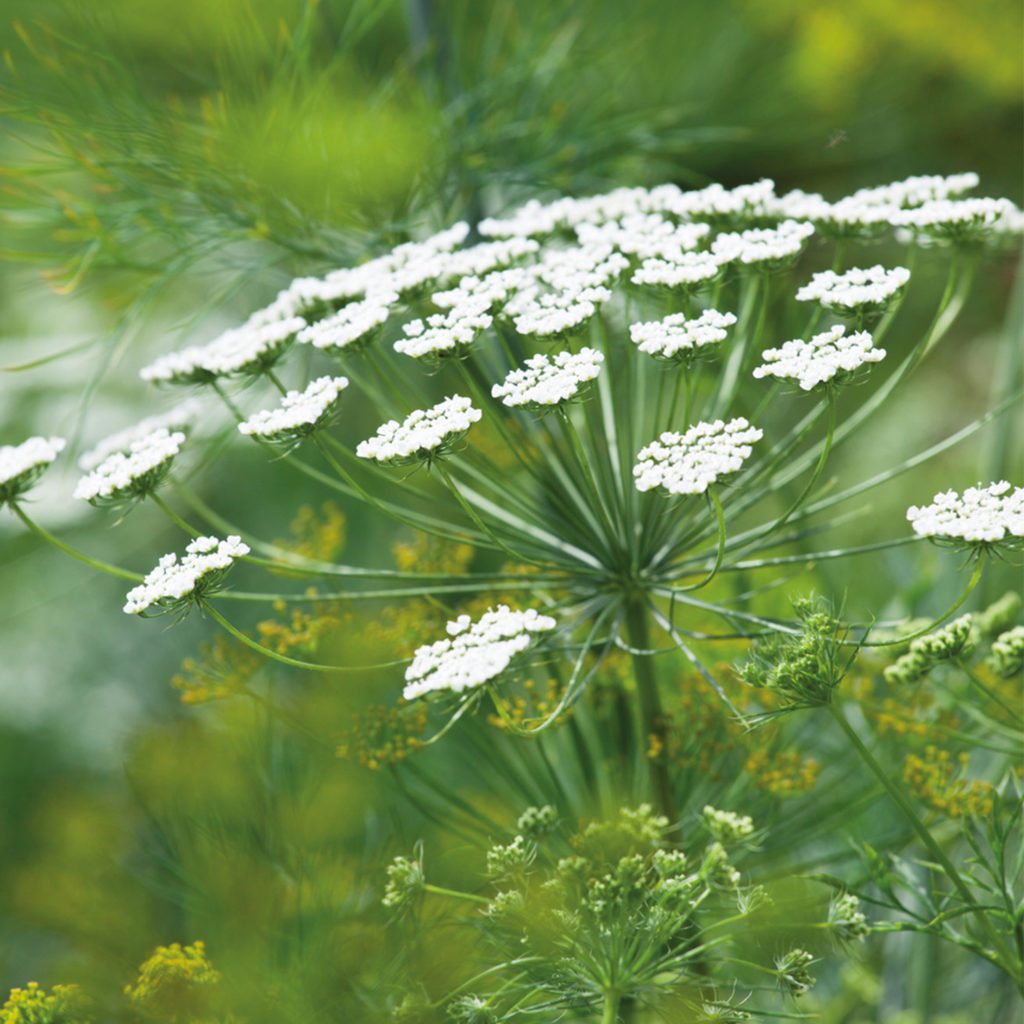 100 Giant Ammi Majus Wildflower Seeds - Welldales