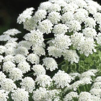 100 Giant Ammi Majus Seeds Umbrella Snow Tall White Wild Cut Flower Packets 5