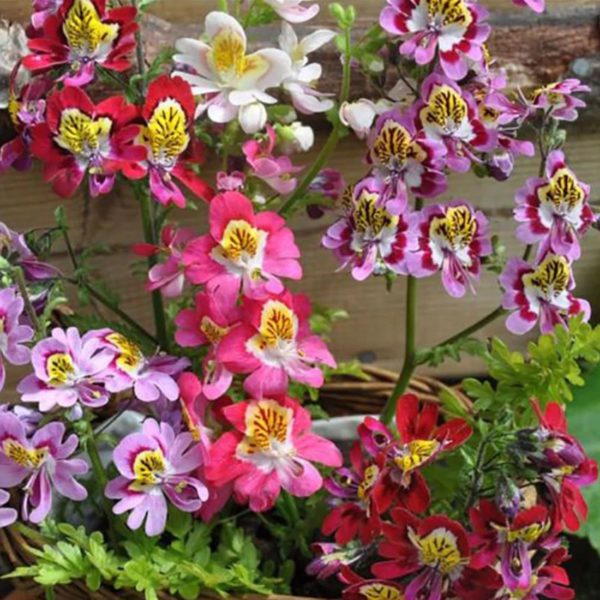 100 Mixed Angel Wings Flower Seeds Easy to Grow UK Multi Colour Schizanthus 3