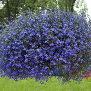 50 Blue Sapphire Trailing Lobelia Seeds Hanging Basket & House Plant Flowers