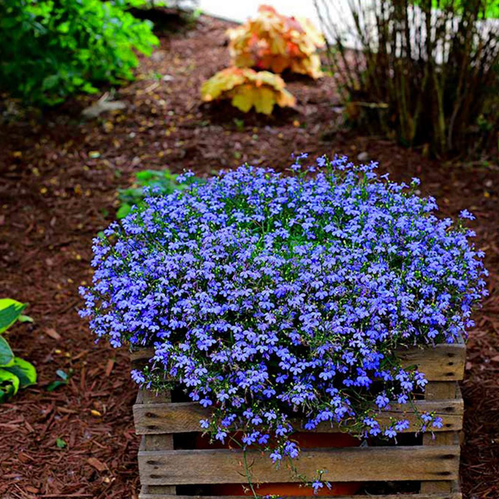 50 Blue Sapphire Trailing Lobelia Welldales