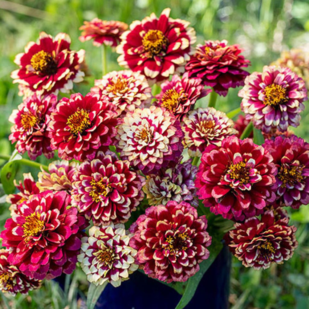 50 Double Zinnia Seeds Welldales