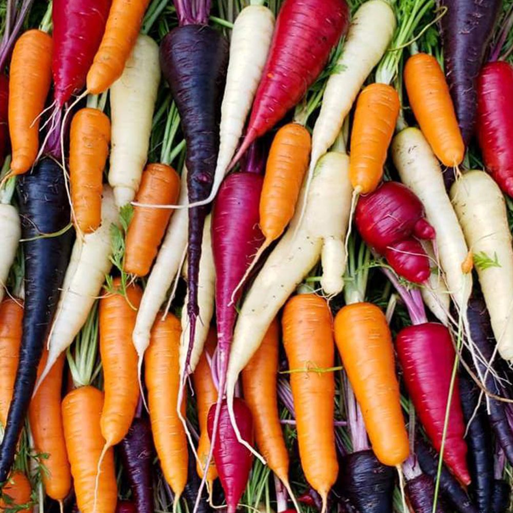Carrot Seeds Yellowstone Carrot Organic Seeds Hudson Valley Seed
