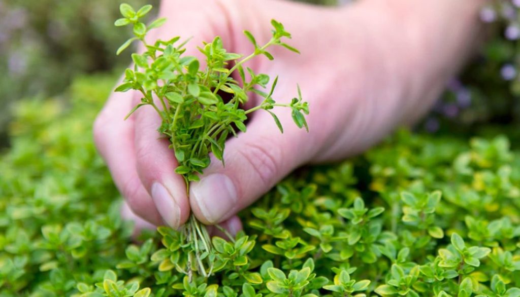 How to Sow Green Creeping Thyme Seeds Welldales