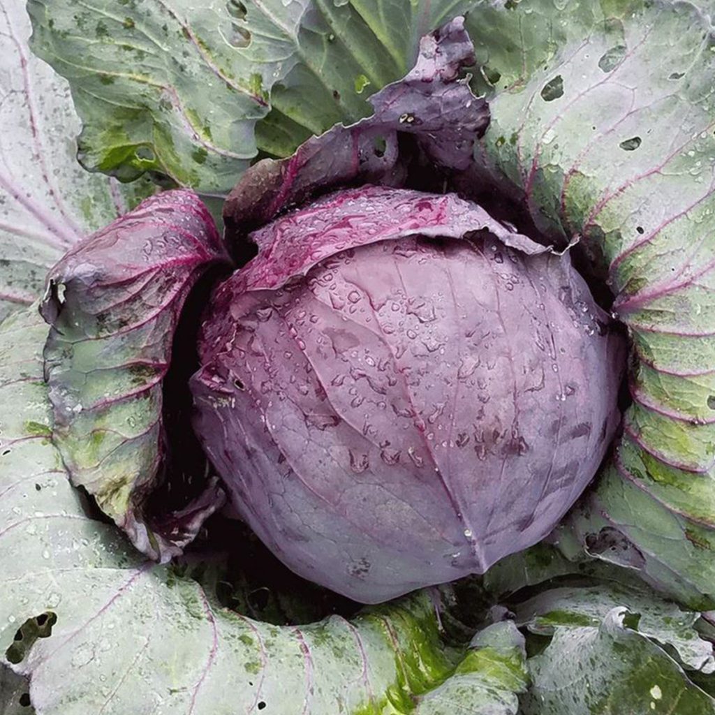 50 Large Red Ball Cabbage Seeds Welldales