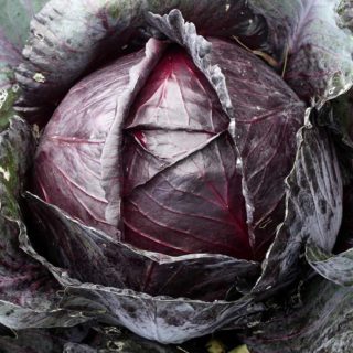 50 Large Red Ball Cabbage Seeds Easy to Grow UK Allotment Sweet Purple Heads
