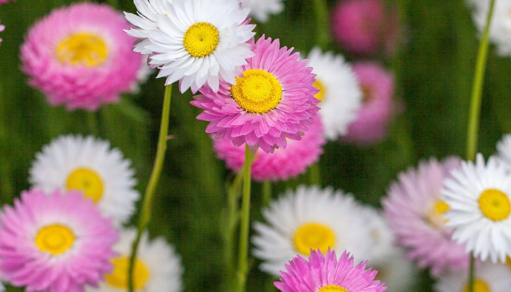 How to Sow Pastel Florists Daisy Seeds Welldales