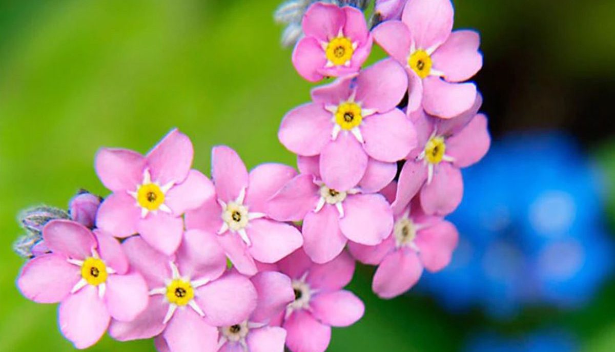 Forget-Me-Nots: Tips and Symbolism of These Pretty Blue Flowers