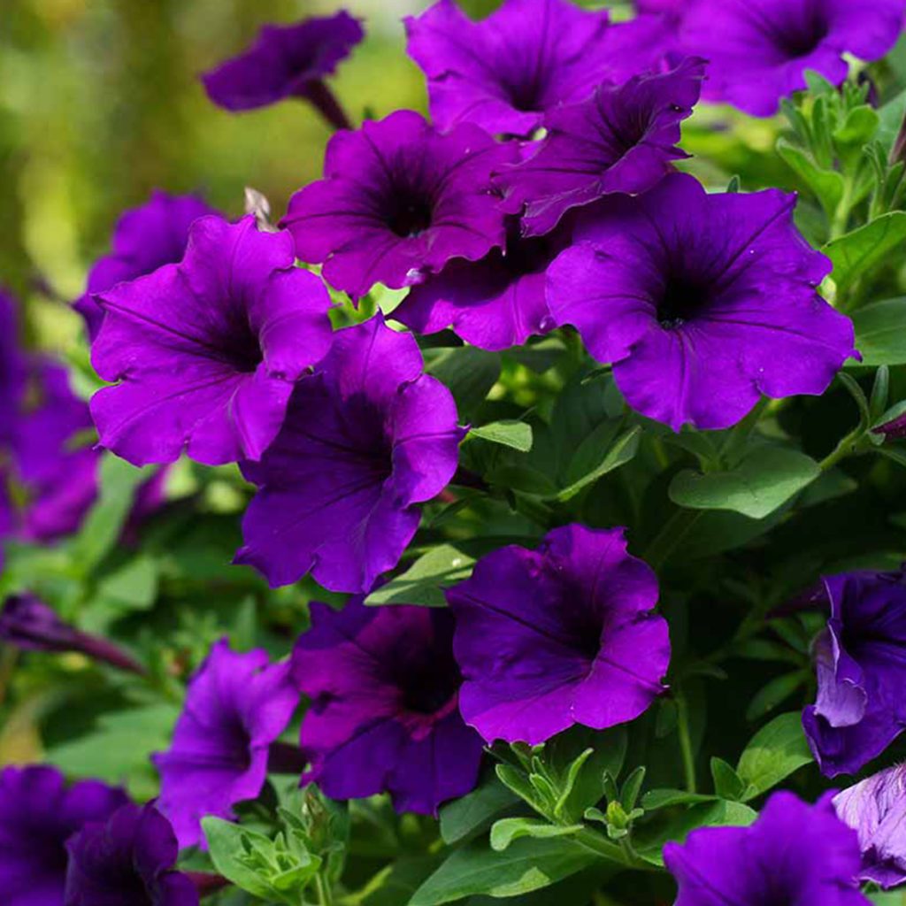 50 Violet Sky Petunia Seeds - Welldales