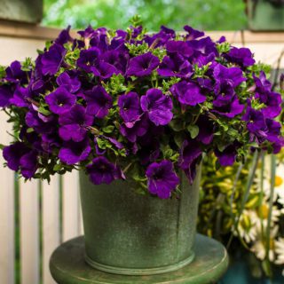 50 Violet Sky Petunia Seeds Easy To Grow Flower Packet UK Nana Compacta Plant 5