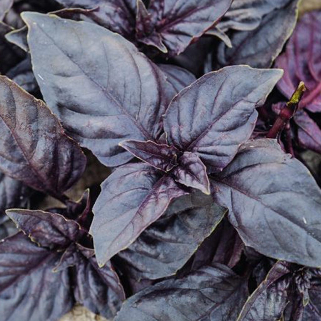 50 Dark Opal Basil Seeds Welldales