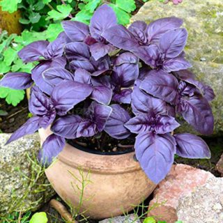 50 Dark Opal Basil Seeds Red Purple Herb UK Garden Easy Grow Kitchen Pot Plant