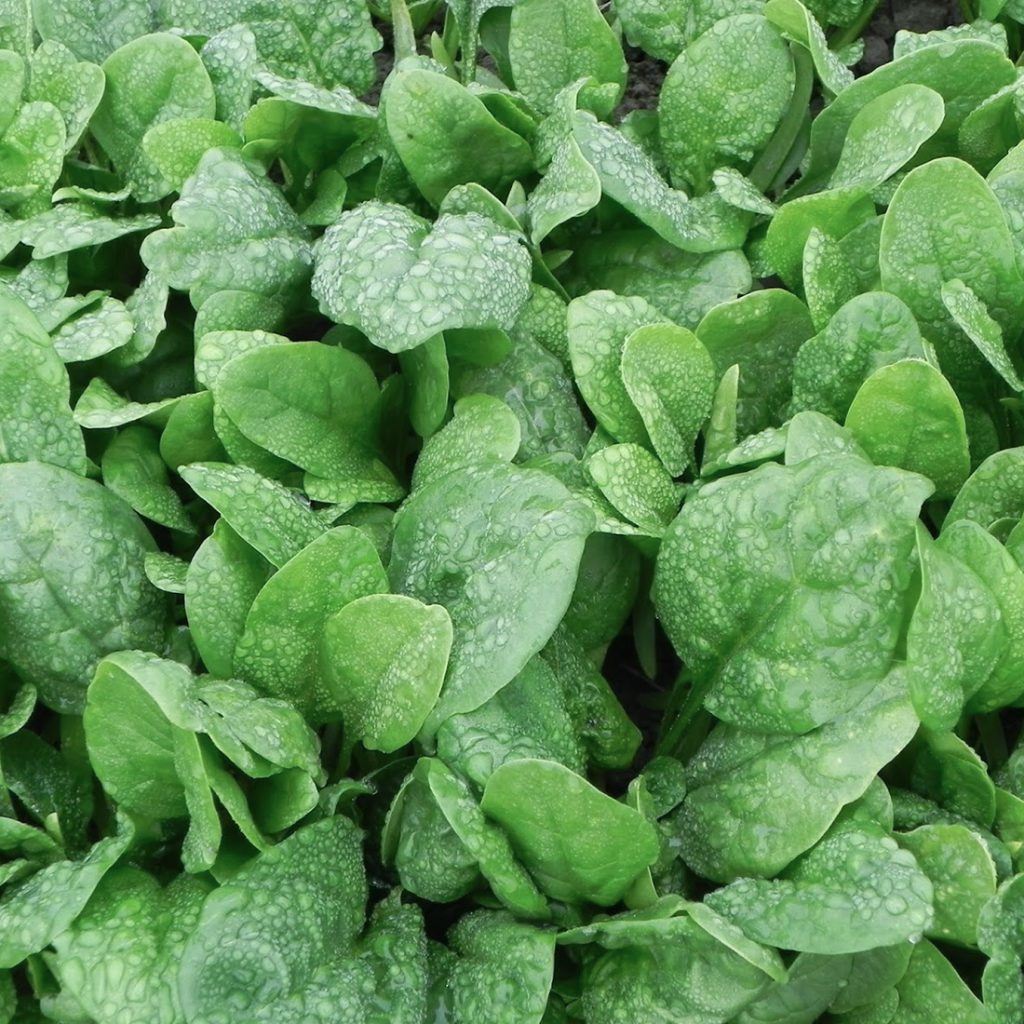 50 Medania Spinach Seeds Welldales
