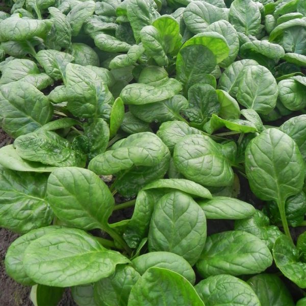 50 Medania Spinach Seeds Leafy all Year Round Vegetable Plants for Growing 3