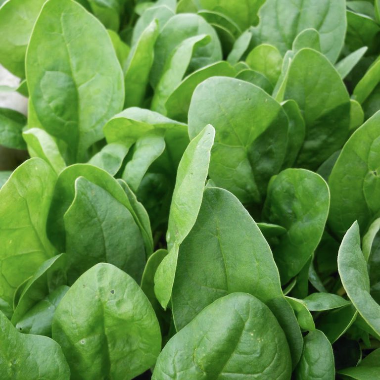 50 Medania Spinach Seeds - Welldales