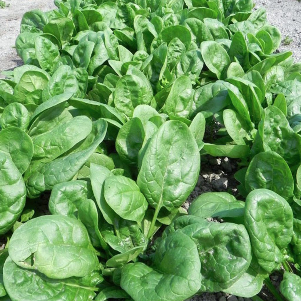 50 Medania Spinach Seeds - Welldales