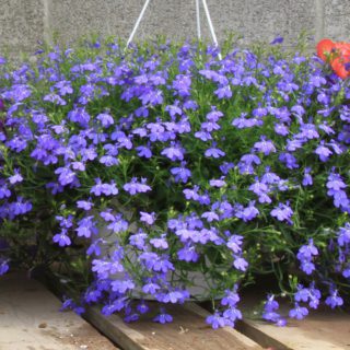 50 Blue Velvet Lobelia Seeds UK Hardy Annual Compact Garden Border Flower 6