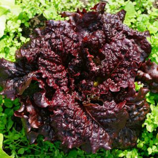 50 Red Lettuce Seeds UK Large Leaf Apache Grow Annual Rosette Salad Vegetables 4