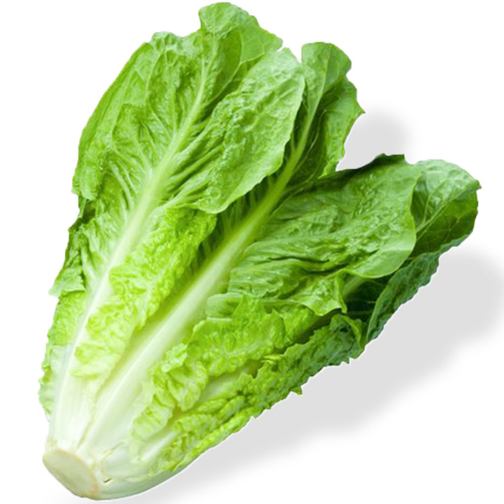 50 Romaine Lettuce Seeds - Welldales