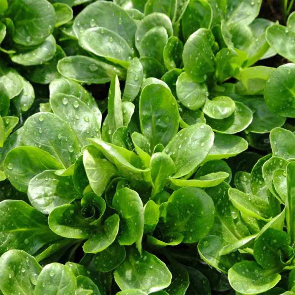 50 UK Giant Corn Salad Lambs Lettuce Seeds Premium Leaf Winter British Mache 3