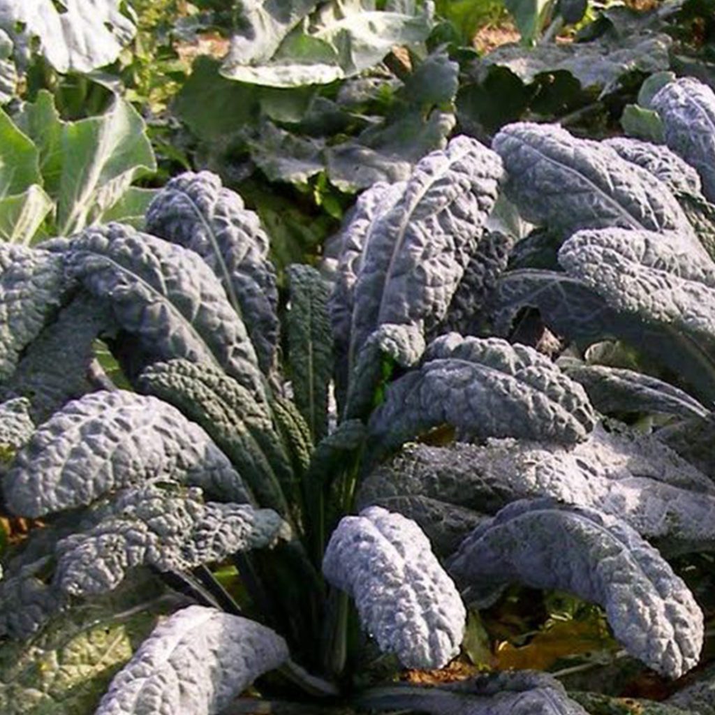 50 Black Magic Kale Seeds Welldales