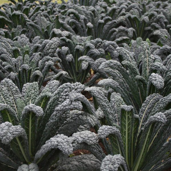 50 British Giant Kale Seeds Black Magic Borecole Vegetable Garden Plant to Grow 4