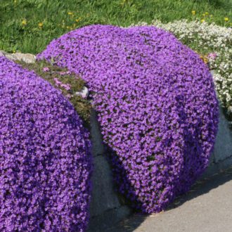 50 Creeping Thyme Seeds Purple Trailing Basket & Rock UK Hardy Mat Forming Plant 10