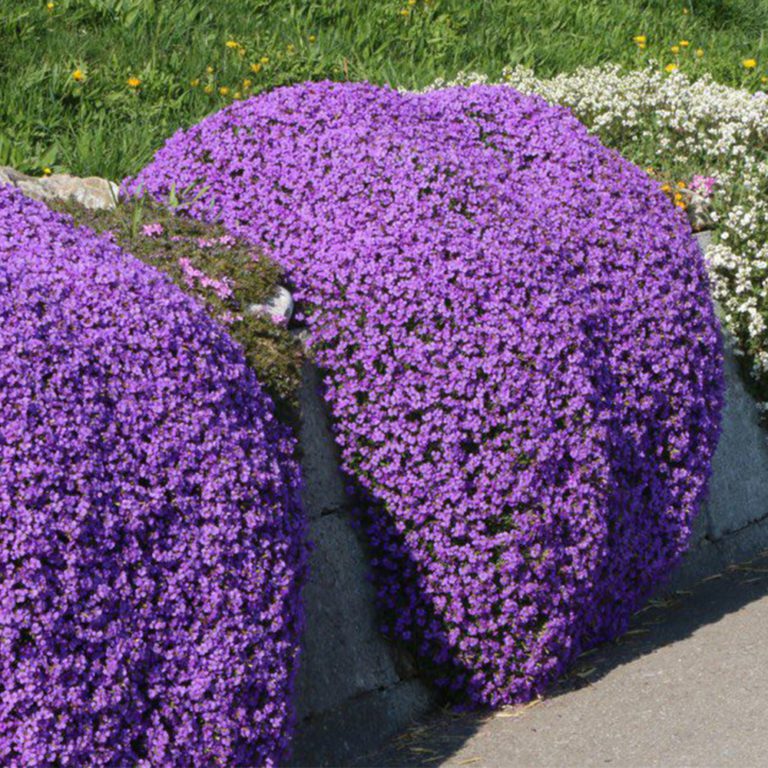 thumbnail image 2 of 14500+ Creeping Thyme Seeds - Perennial Fragrant Ground Cover For Dry, Sandy Soil 2 of 9