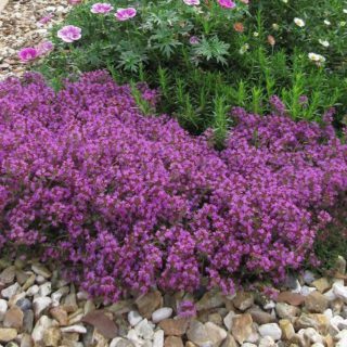 50 Purple Creeping Thyme Seeds - Welldales