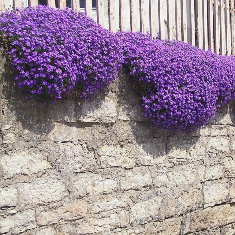 50 Purple Creeping Thyme Seeds Welldales