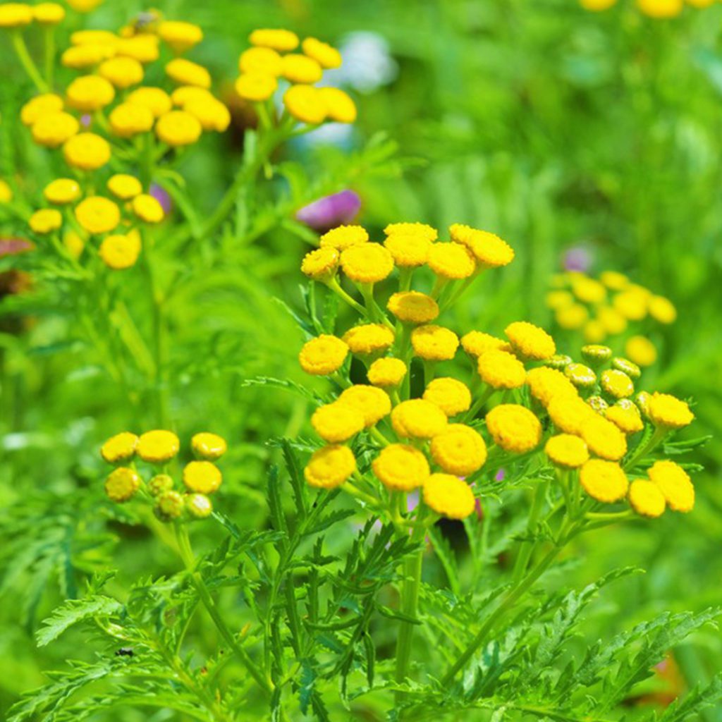 50 Golden Ball Chrysanthemum Seeds Welldales