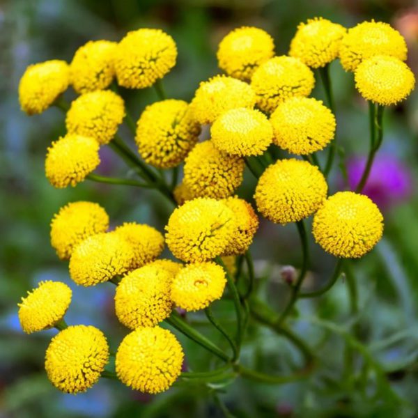 50 Golden Ball Chrysanthemum Seeds UK Garden Annual Yellow Tanacetum Flower 2