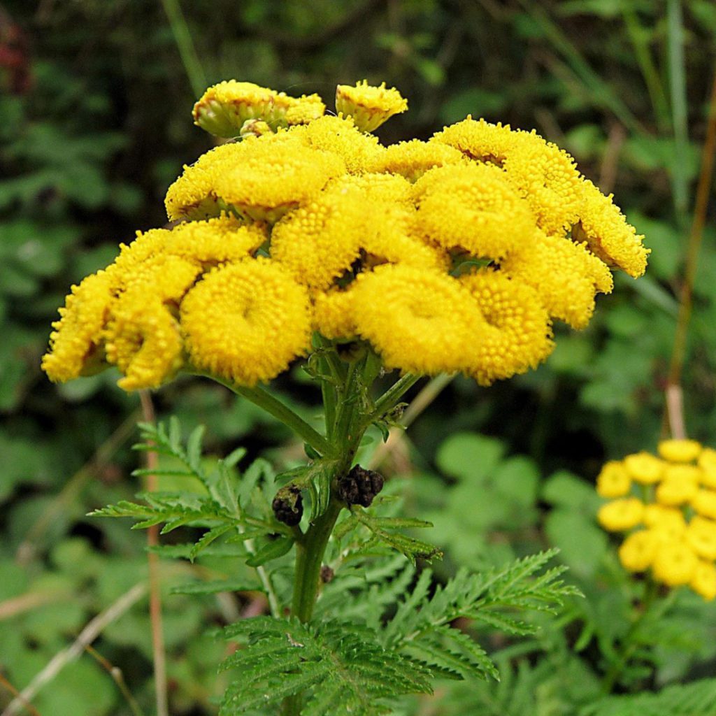 50 Golden Ball Chrysanthemum Seeds Welldales