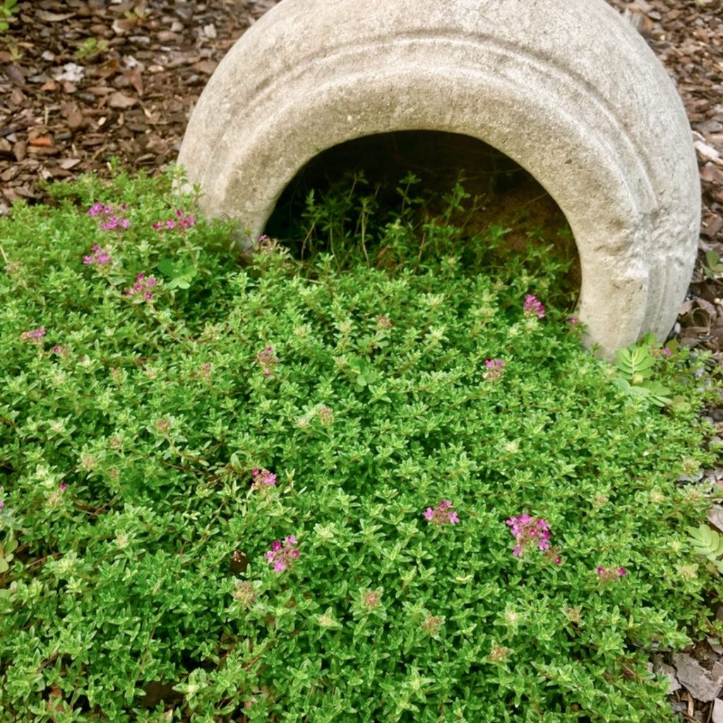50 Green Creeping Thyme Seeds Welldales
