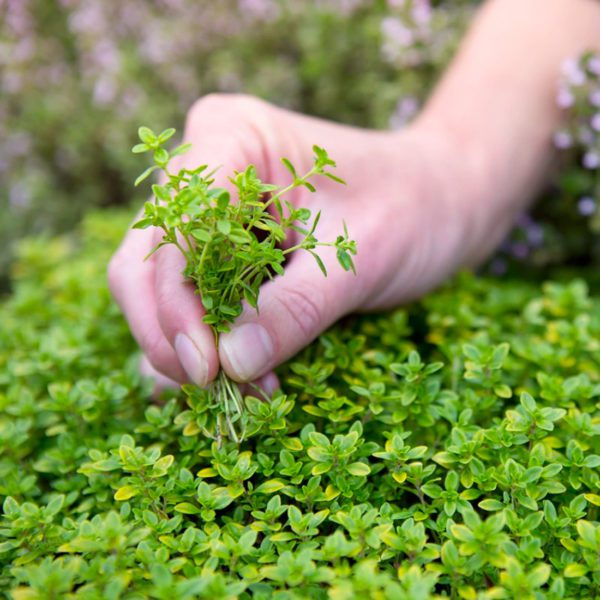 50 Green Creeping Thyme Seeds Rock & Garden Trailing Mat Forming Plants to Grow 3