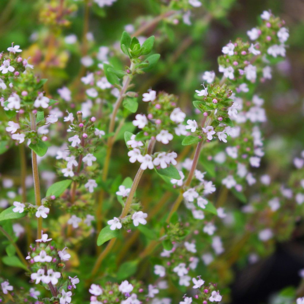 50 Green Creeping Thyme Seeds Welldales