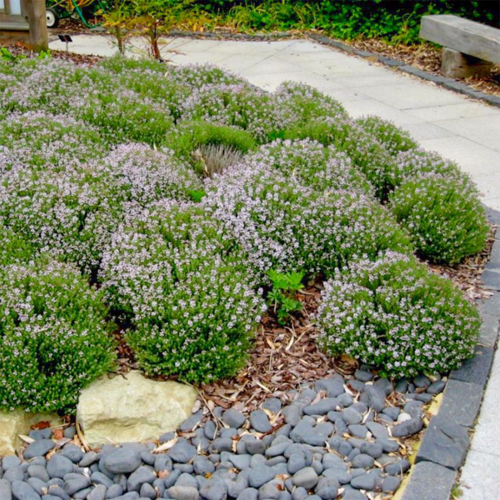 50 Green Creeping Thyme Seeds Welldales