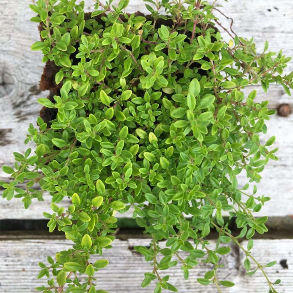 50 Green Creeping Thyme Seeds Welldales