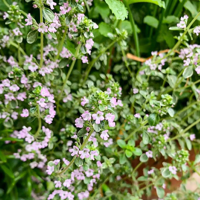 50 Green Creeping Thyme Seeds Welldales