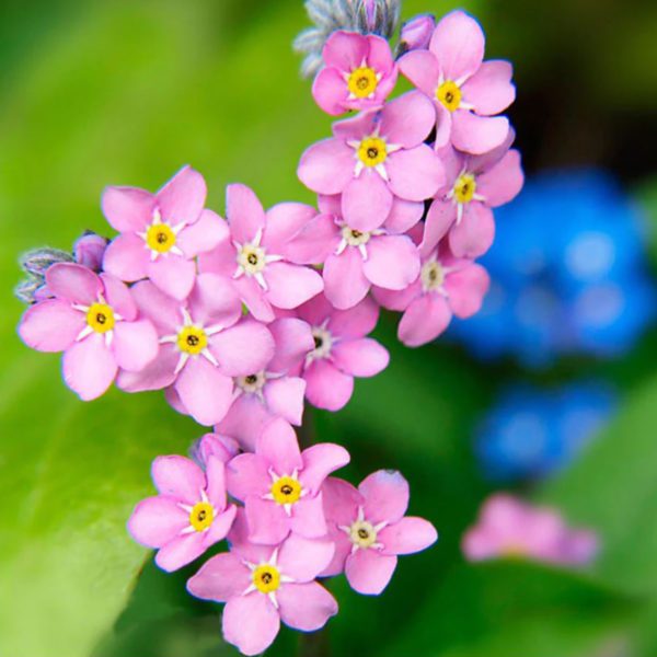 50 Pink Rose Forget me Not Seeds UK Myosotis Ground Cover Plant To Grow Flowers 2