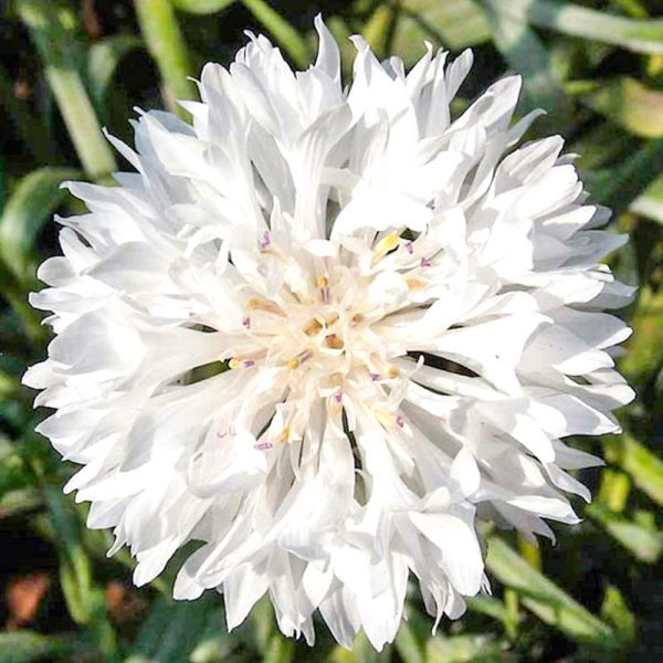 50 Pure White Cornflower Seeds UK Florists Favourite Tall Stem Cottage Annual 6