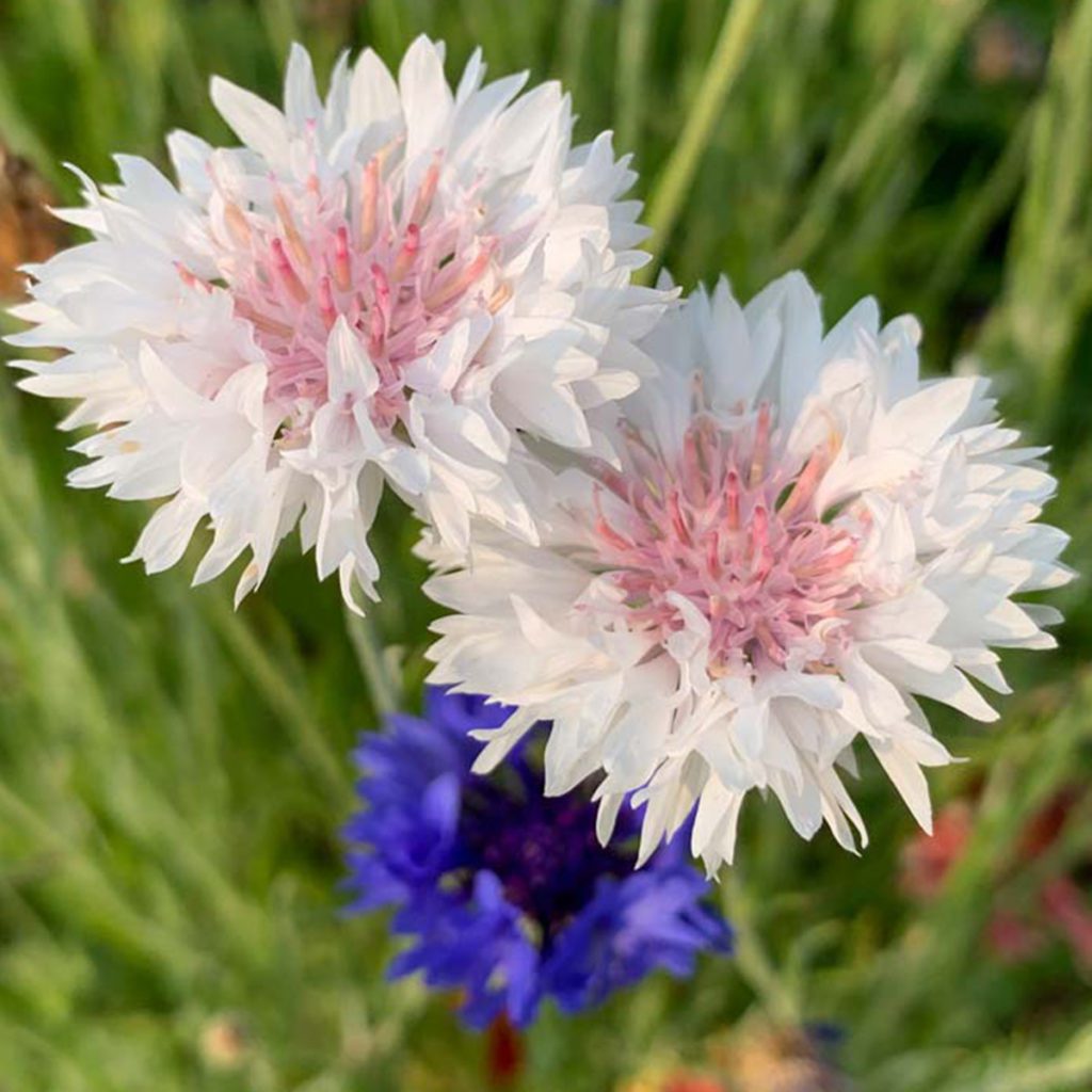 50 Pure White Cornflower Seeds Welldales 50-pure-white-cornflower-seeds-welldales