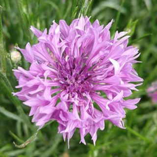 50 Silk Purple Cornflower Seeds UK Hardy Display Cut Flower Packet Easy To Grow 7
