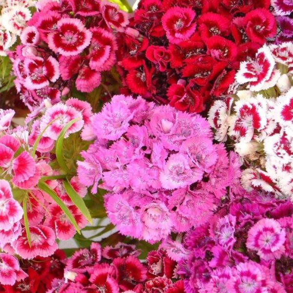 50 Summer Shimmer Sweet William Seeds Grow UK Mixed Garden Annual Showy Blooms 3