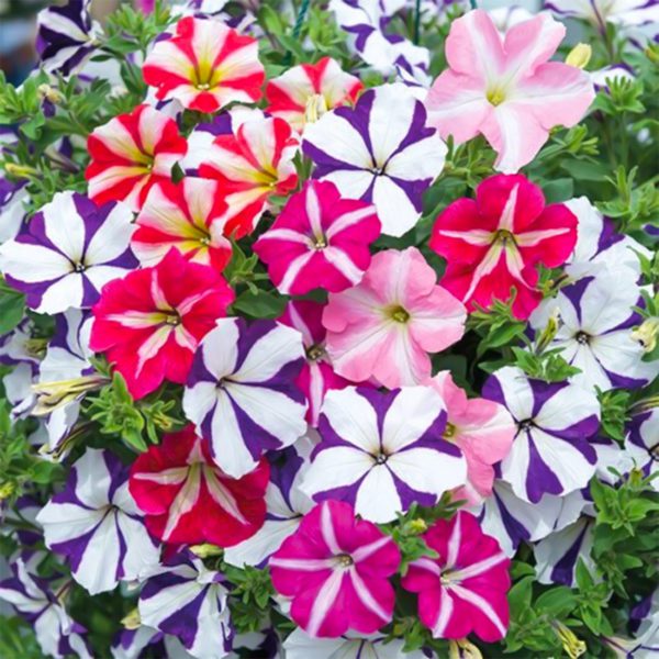50 Trailing Petunia Double Mix Seeds Pastel Giant Sprouting Flowers for Baskets