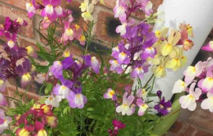 100 Mixed Linaria Toadflax Seeds UK Colourful Fairy Bouquet Showy Garden Flowers 6