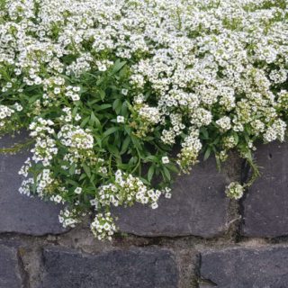 100 Snow Carpet Alyssum Seeds UK Easy To Grow Hardy Annual Ground Cover Flowers 9