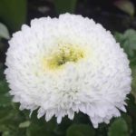 100 White Pompom Dasiy Seeds Large Double Bellis Perennis Ave UK Perennial Plant 5