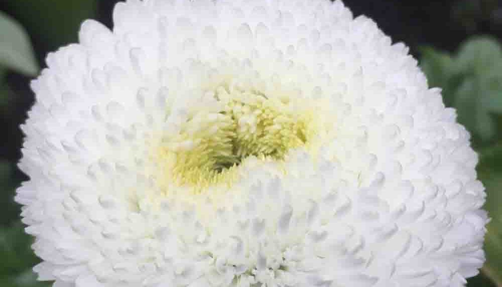 100 White Pompom Dasiy Seeds Large Double Bellis Perennis Ave UK Perennial Plant 5