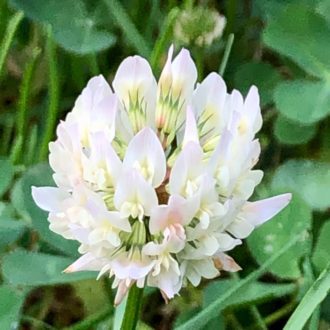 100 Wild White Clover Seeds UK Green Manure Ground Cover Flowering Kitchen Herb 4